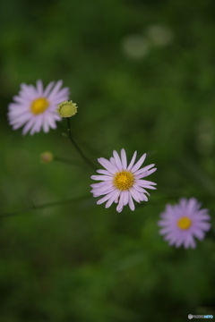 週末の庭-3