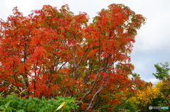 秋の朝日連峰に咲く山野草と紅葉-11