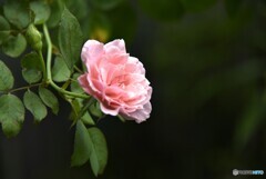 薔薇便り2023y-207