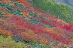 錦秋の朝日連峰山行-13