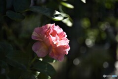薔薇便り2023y-180