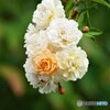薔薇便り2021y-119