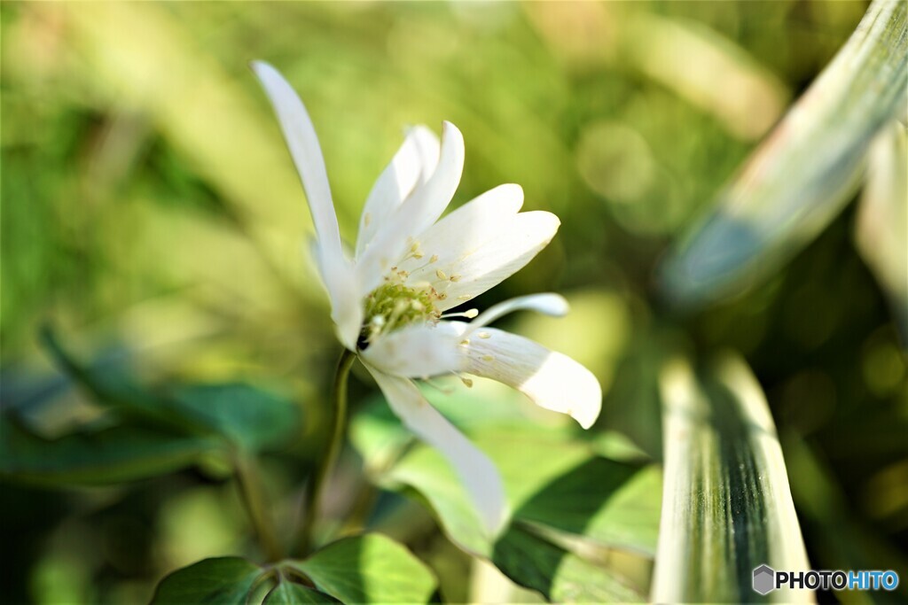 我が家の花2023y-108