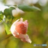 薔薇便り2021y-168