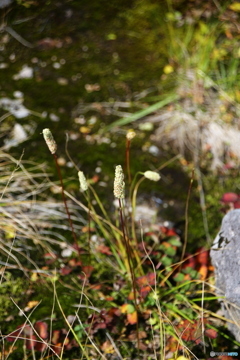 秋の山行2019y-24