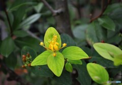 我が家の花2022y-256