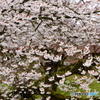 桜便り2020y-1
