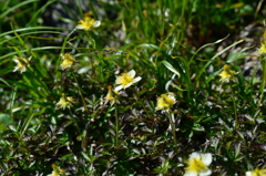 月山に咲く花-2