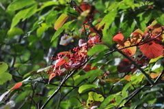 朝日連峰障子ｹ岳に咲く山野草-6