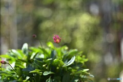 花開く時