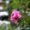 薔薇便り2021y-109