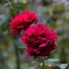 薔薇便り2021y-102