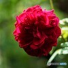 薔薇便り2021y-99