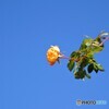 薔薇便り2021y-194