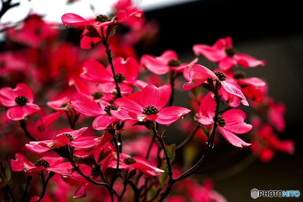 花水木便り2019y-5