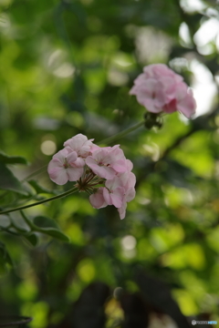 週末の庭-4