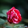 薔薇便り2021y-148