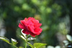 薔薇便り2023y-232