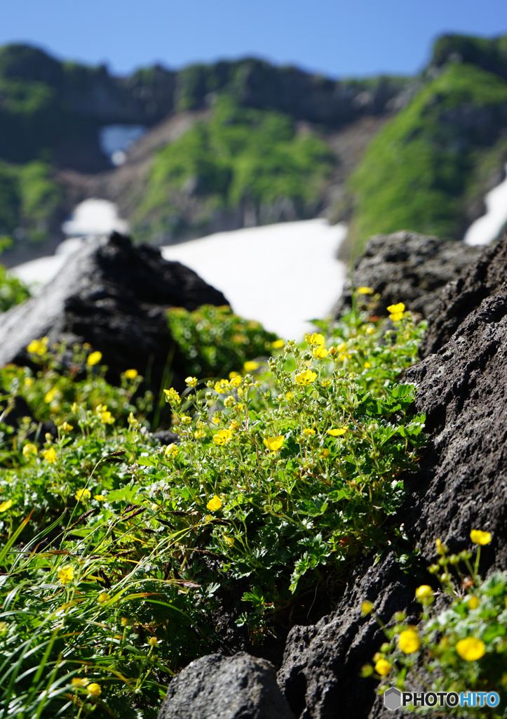 鳥海山に咲く山野草-7