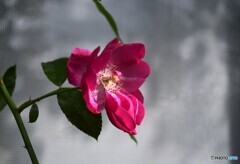 薔薇便り2023y-314