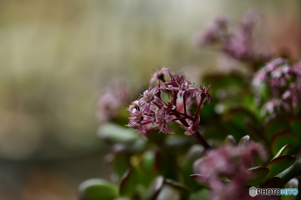 冬の室内の花達-3