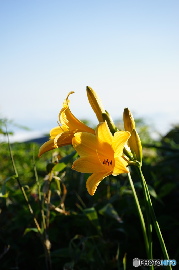 鳥海山に咲く山野草-2