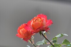 薔薇便り2022y-14