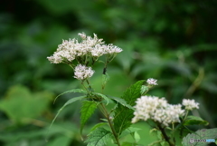 月山の山野草-6