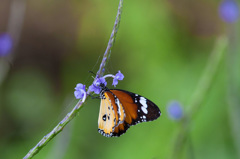 青い花に止まる蝶