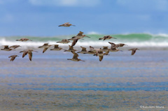 Ujung Gentengの干潟を訪れるシギ