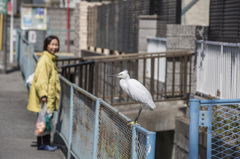 コサギが水路のフェンスの上に