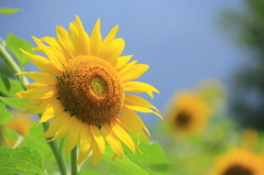 太陽の花