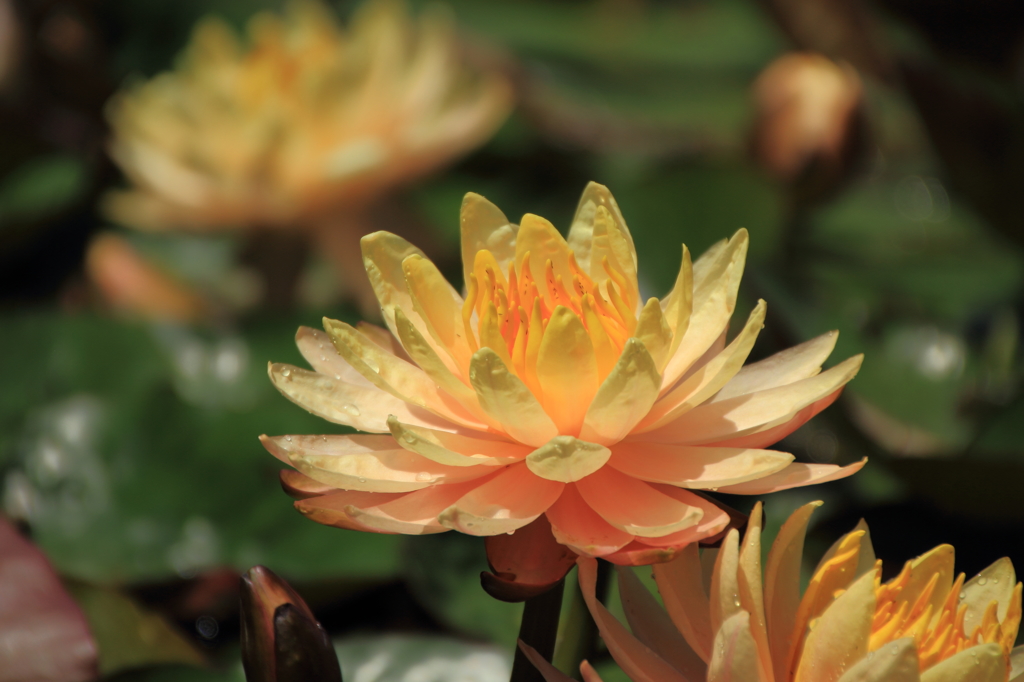 花はす公園にて －睡蓮－