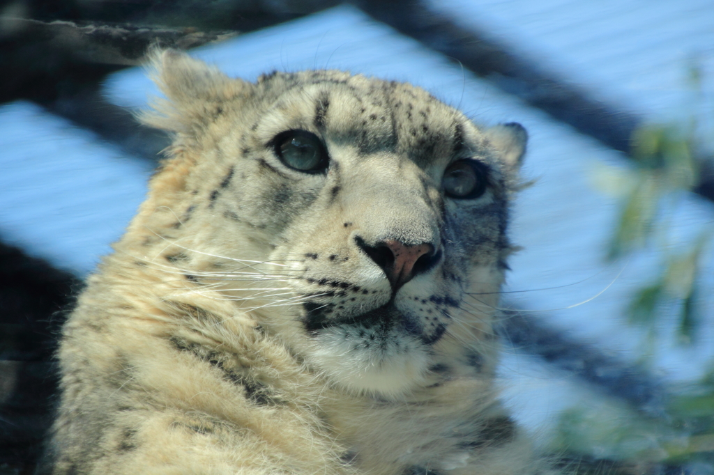 ユキヒョウだ！