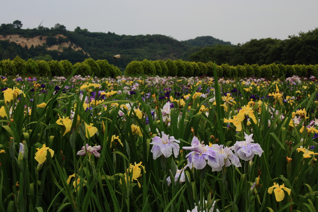 北潟湖花菖蒲園