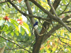 瑠璃色の鳥②