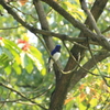 瑠璃色の鳥②