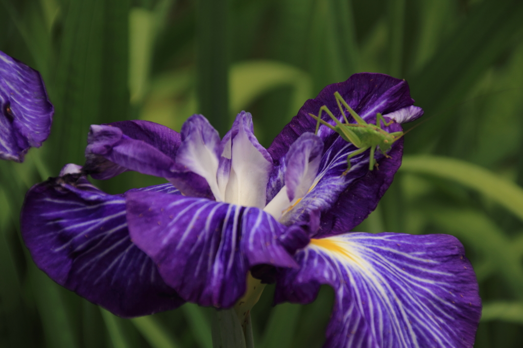 メゾン花菖蒲