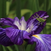 メゾン花菖蒲
