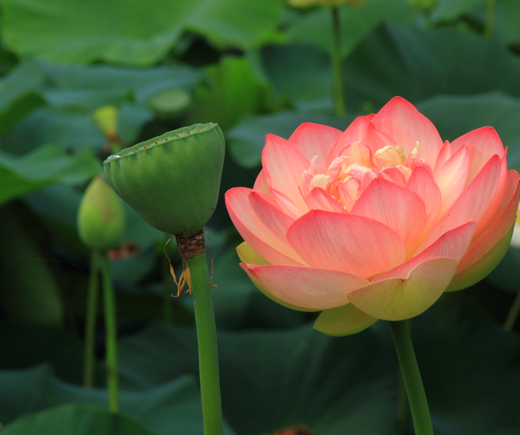 花はす公園にて －はす－