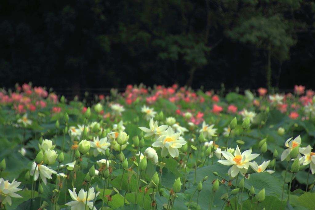 花はす公園にて －はす畑－