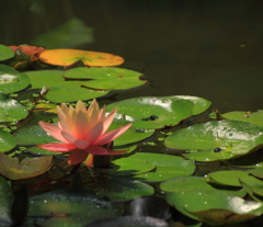 花はす公園にて －睡蓮－ 