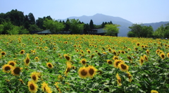 太陽がいっぱい！！
