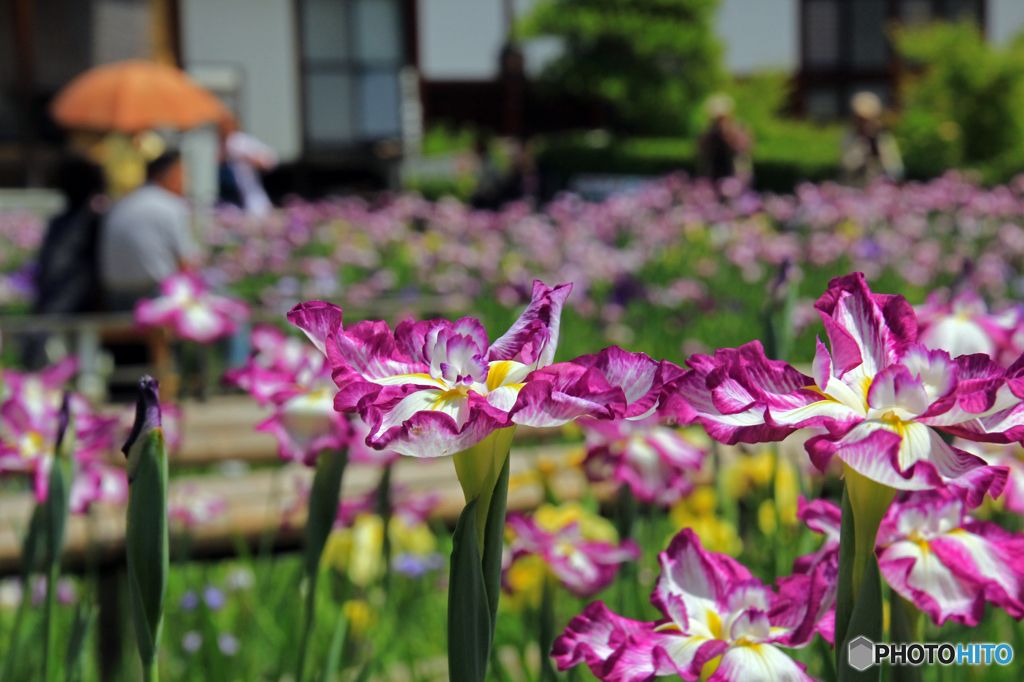 大安禅寺花菖蒲園にて