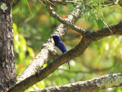 瑠璃色の鳥①