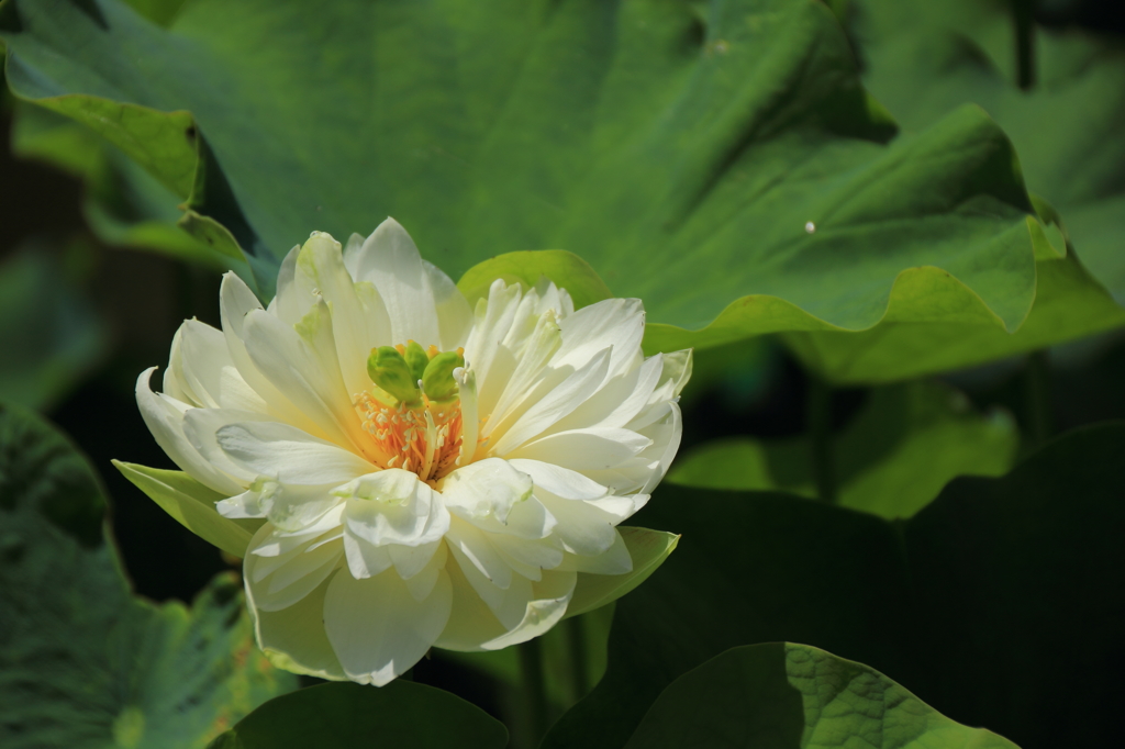 花はす公園にて －はす－