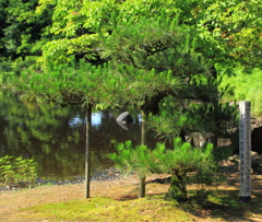 紫式部公園 -植樹者：吉永小百合さん-