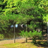 紫式部公園 -植樹者：吉永小百合さん-