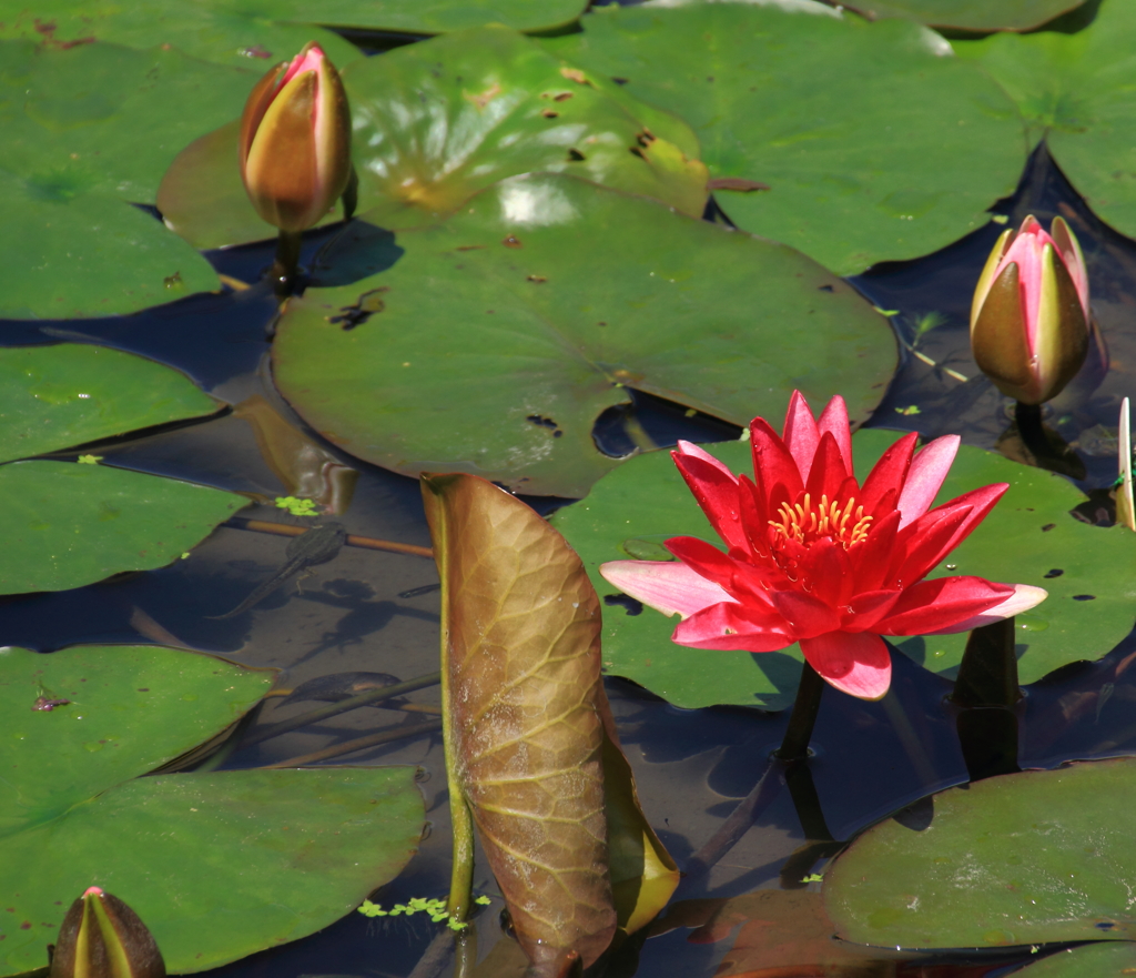 花はす公園にて －睡蓮－