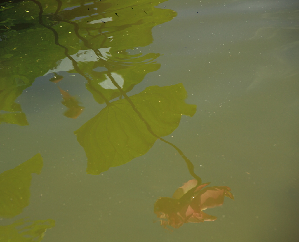 花はす公園にて －水面のはす－
